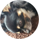 レオチョコ レオチョコ